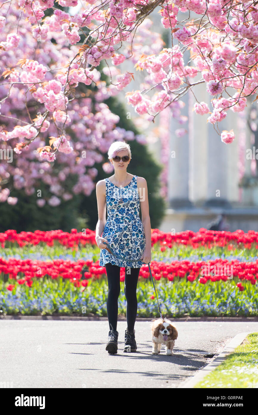 A student girl woman walks a dog through pink cherry blossom in Alexandra Gardens, Cathays Park, Cardiff. Stock Photo