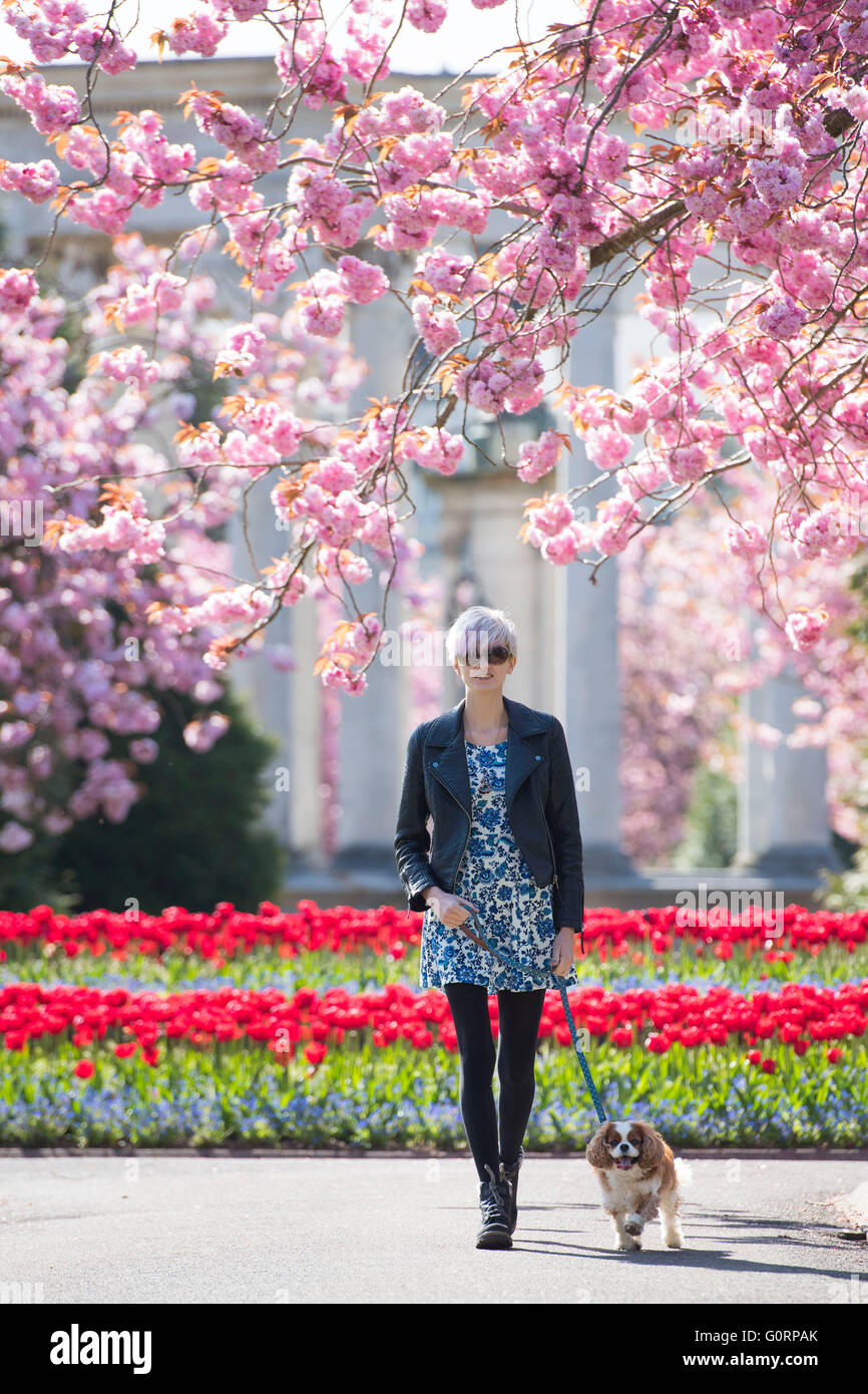 A student girl woman walks a dog through pink cherry blossom in Alexandra Gardens, Cathays Park, Cardiff. Stock Photo