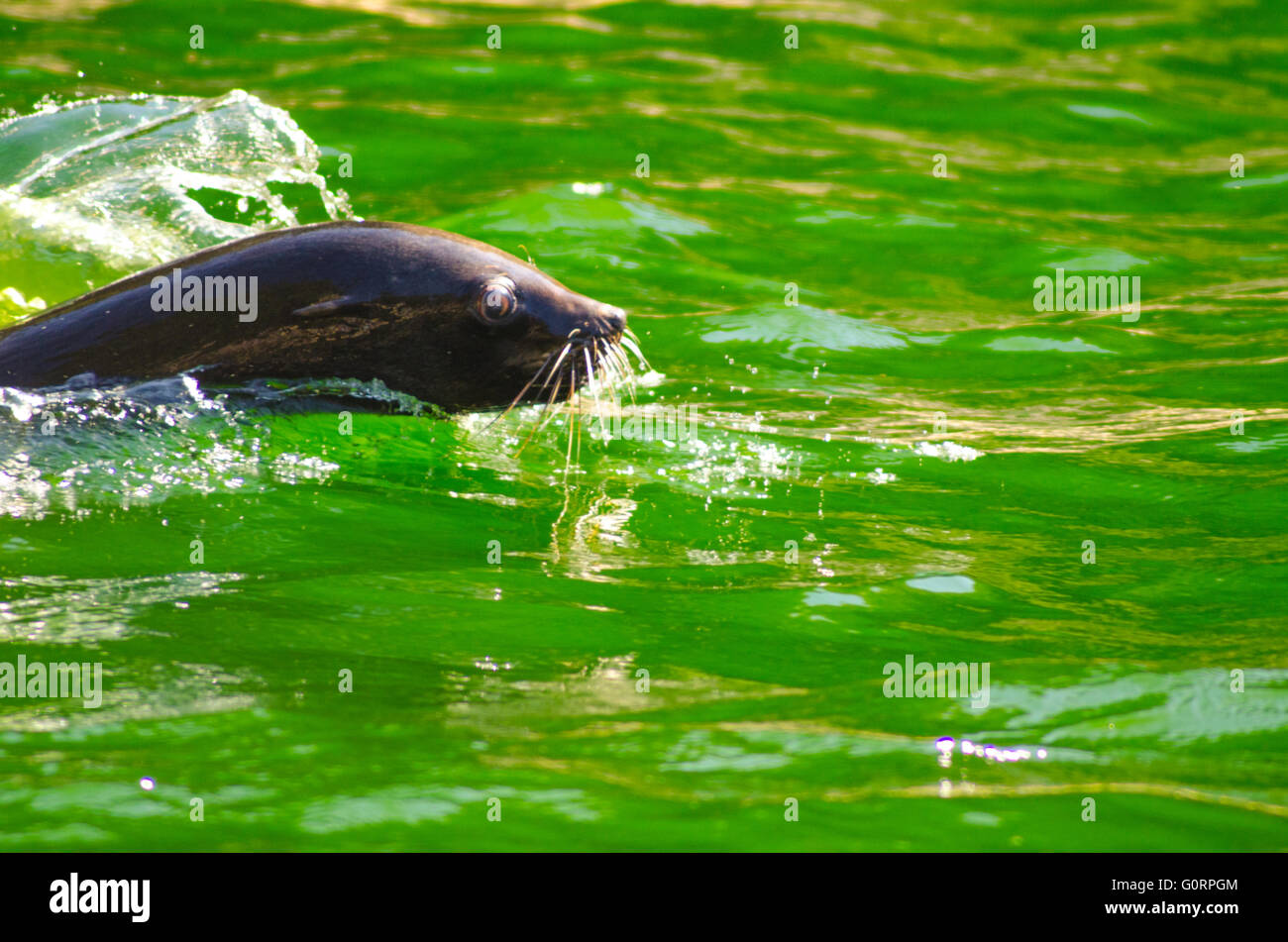 Seal swimming in green water Stock Photo