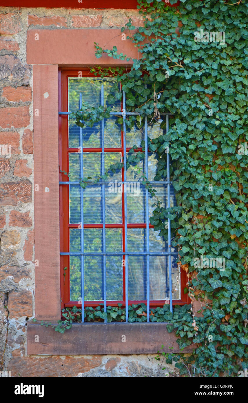 Old window framed by green ivy Stock Photo