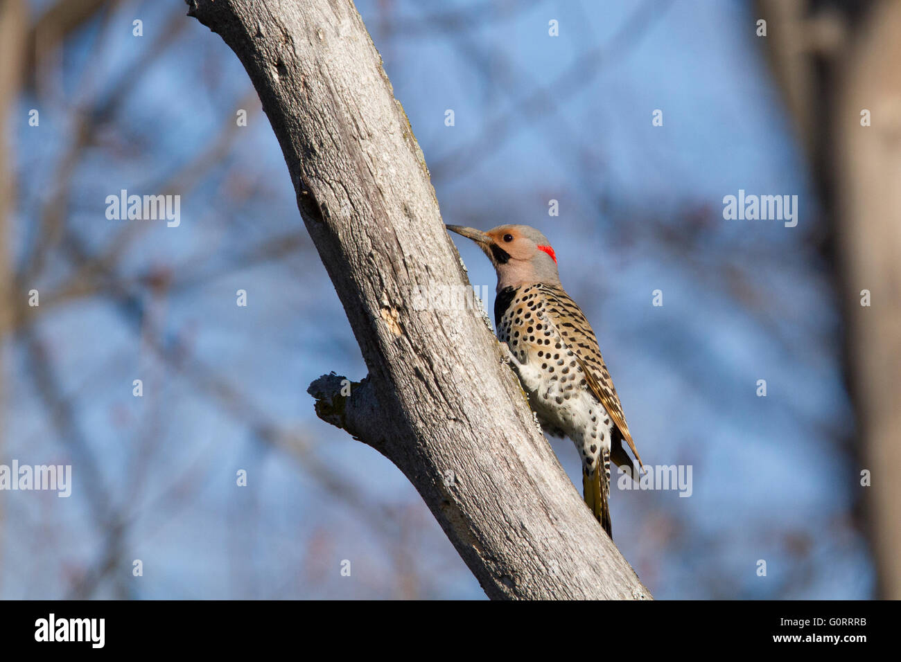 Northern Flicker (Colaptes auratus) adult male in summer Stock Photo