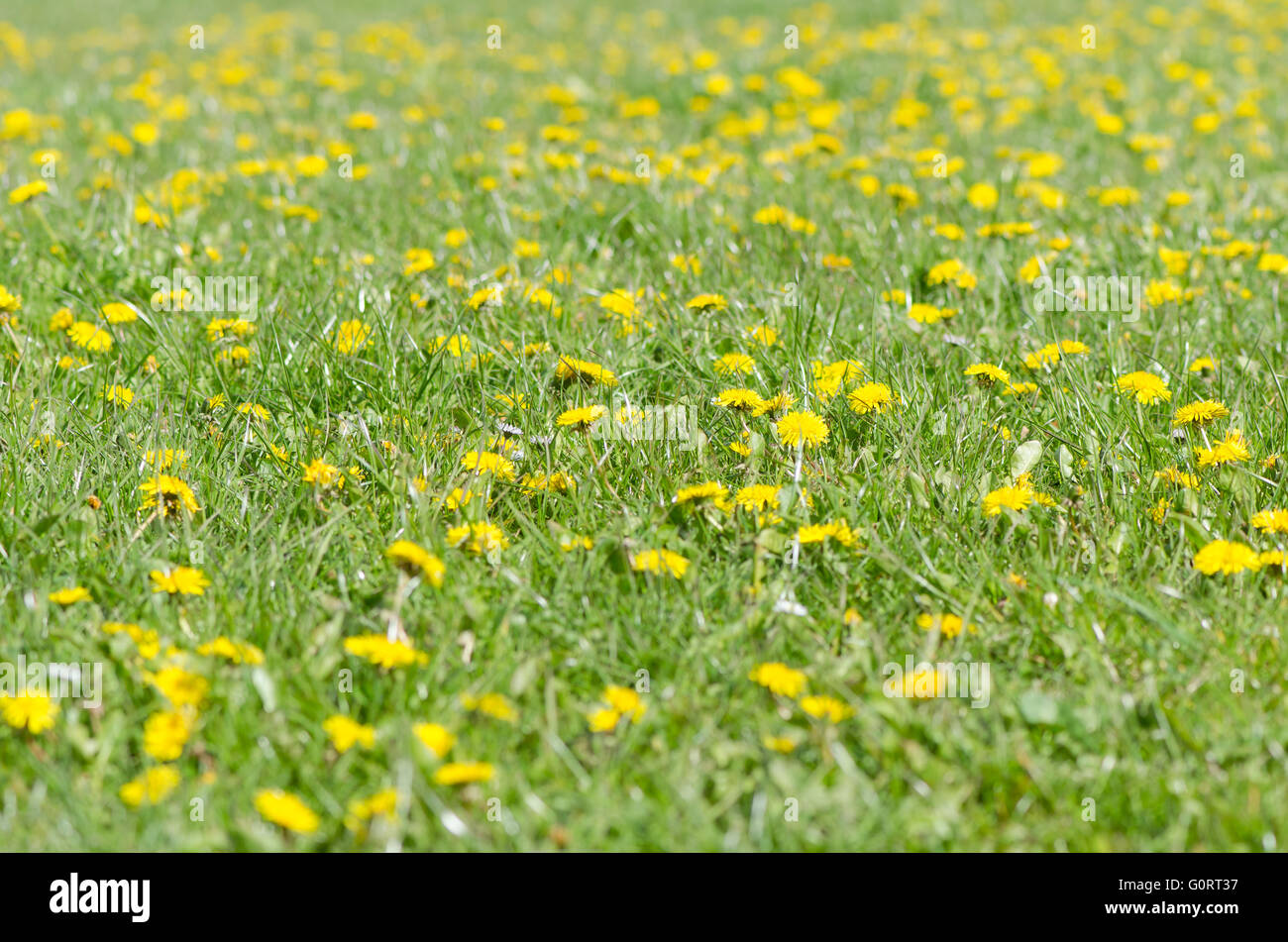Field of dandelions (Taraxacum officinale) in flower. Abundant yellow flowers in a British meadow, amongst grass Stock Photo