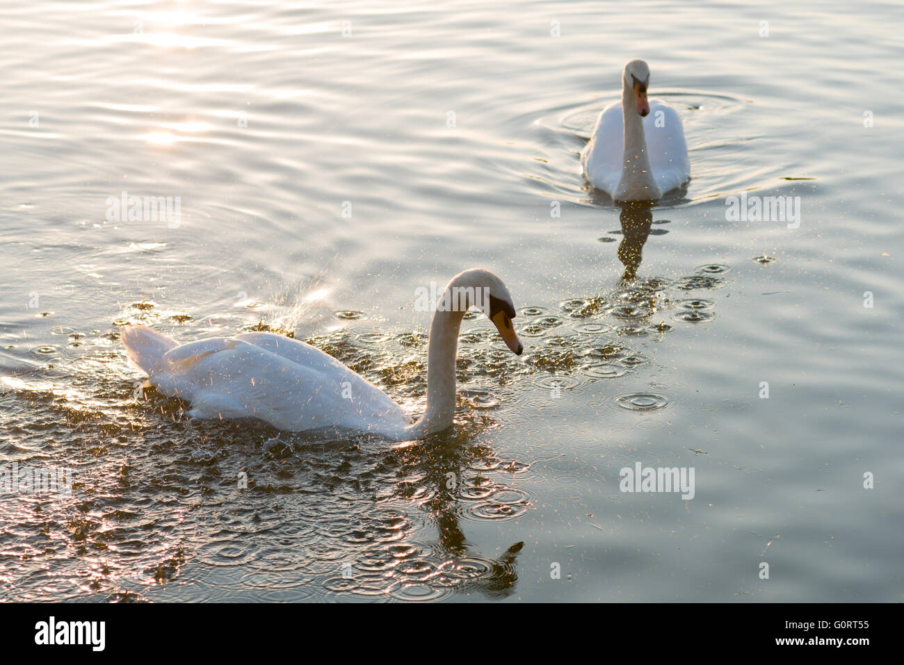 white swans and on the summer lake swimming Stock Photo - Alamy