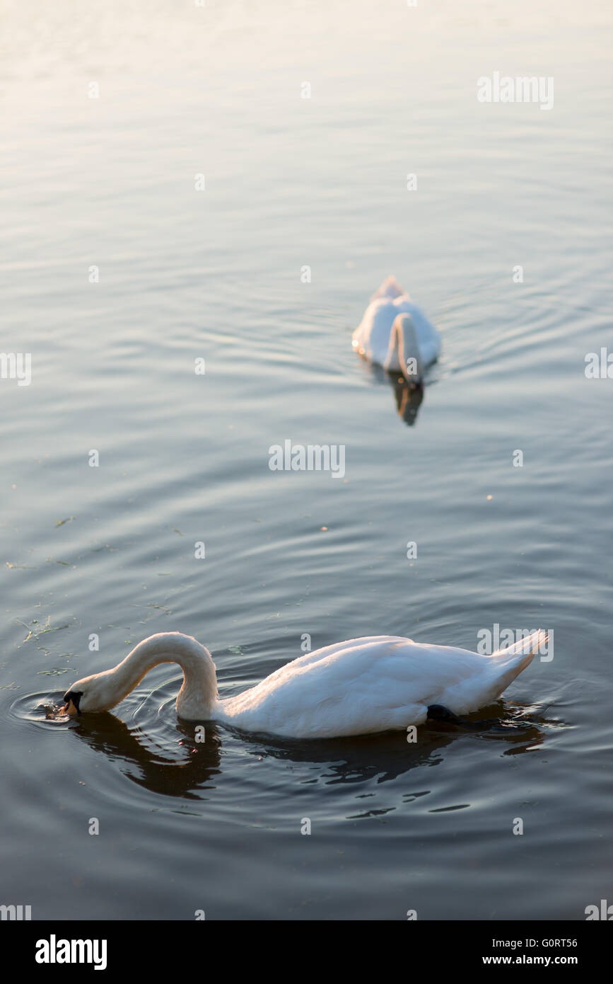 white swans on the summer lake swimming Stock Photo - Alamy