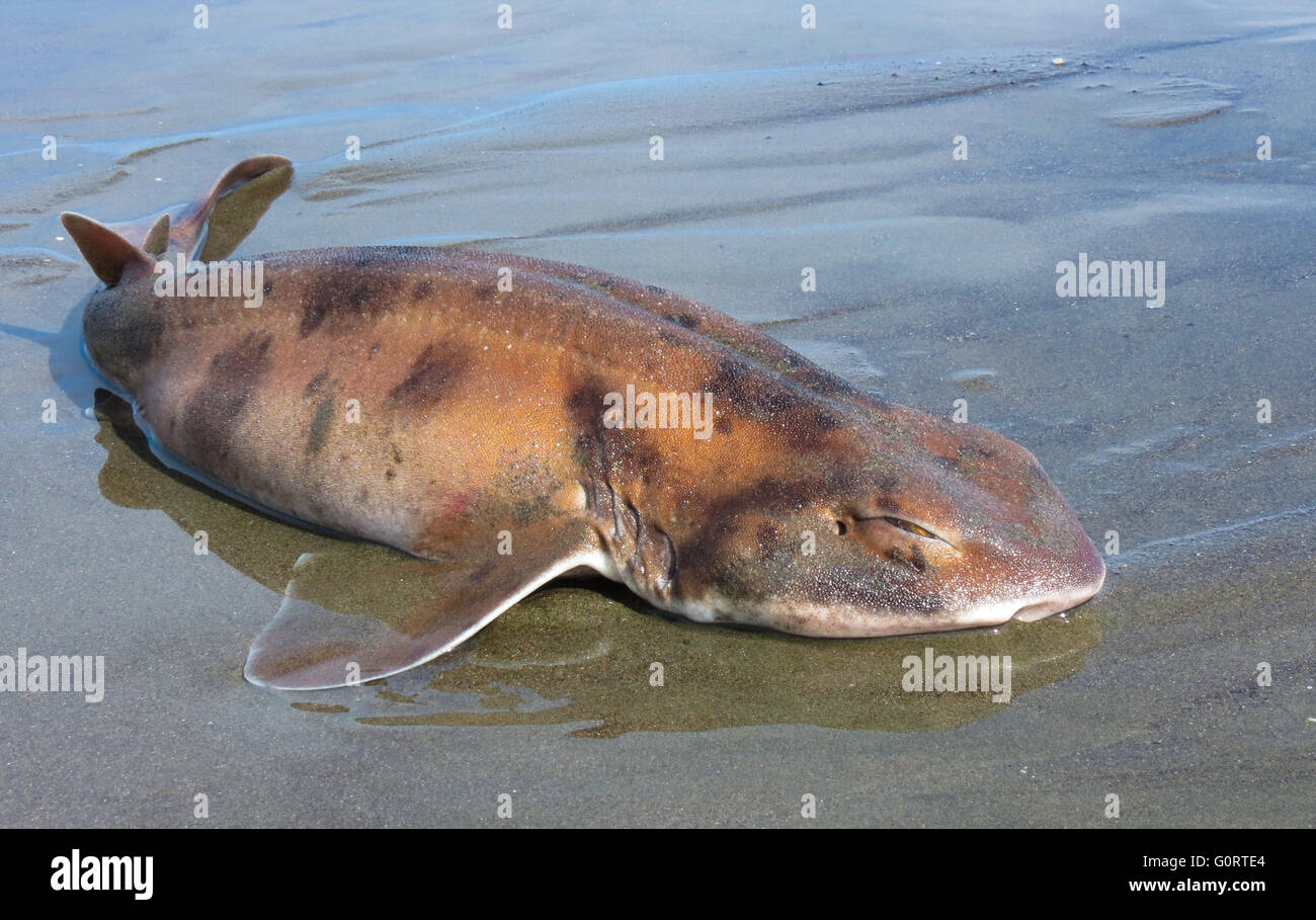 Wash up cat shark, They are a wonderful Fish to look at. Stock Photo