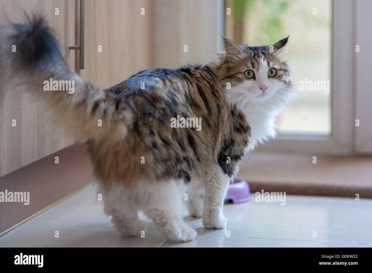 Norwegian forest cat Stock Photo