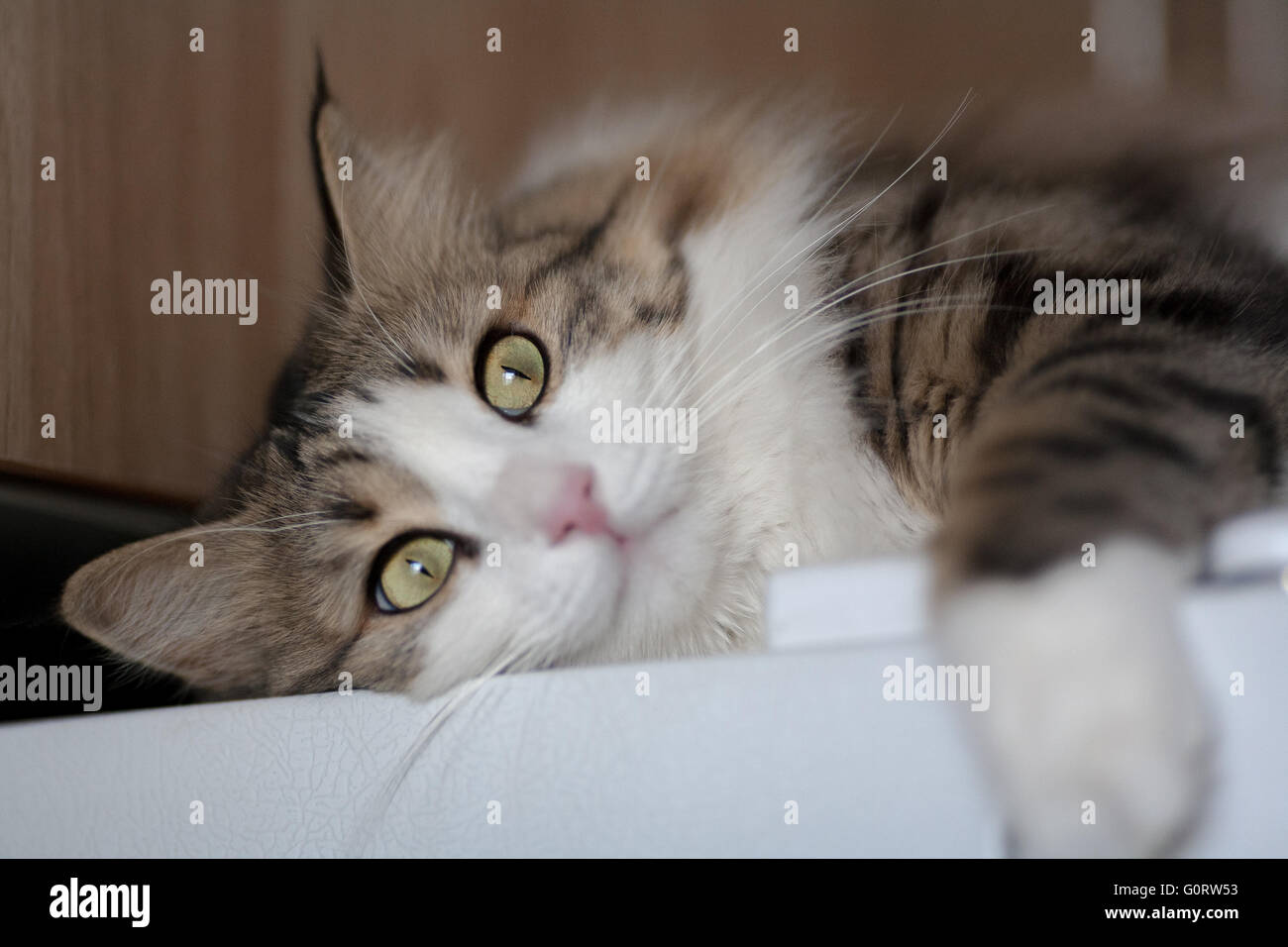Norwegian forest cat Stock Photo