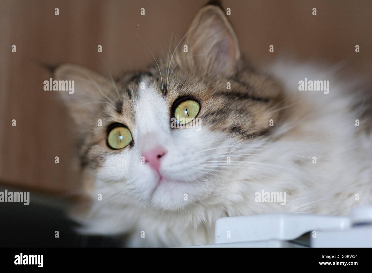 Norwegian forest cat Stock Photo