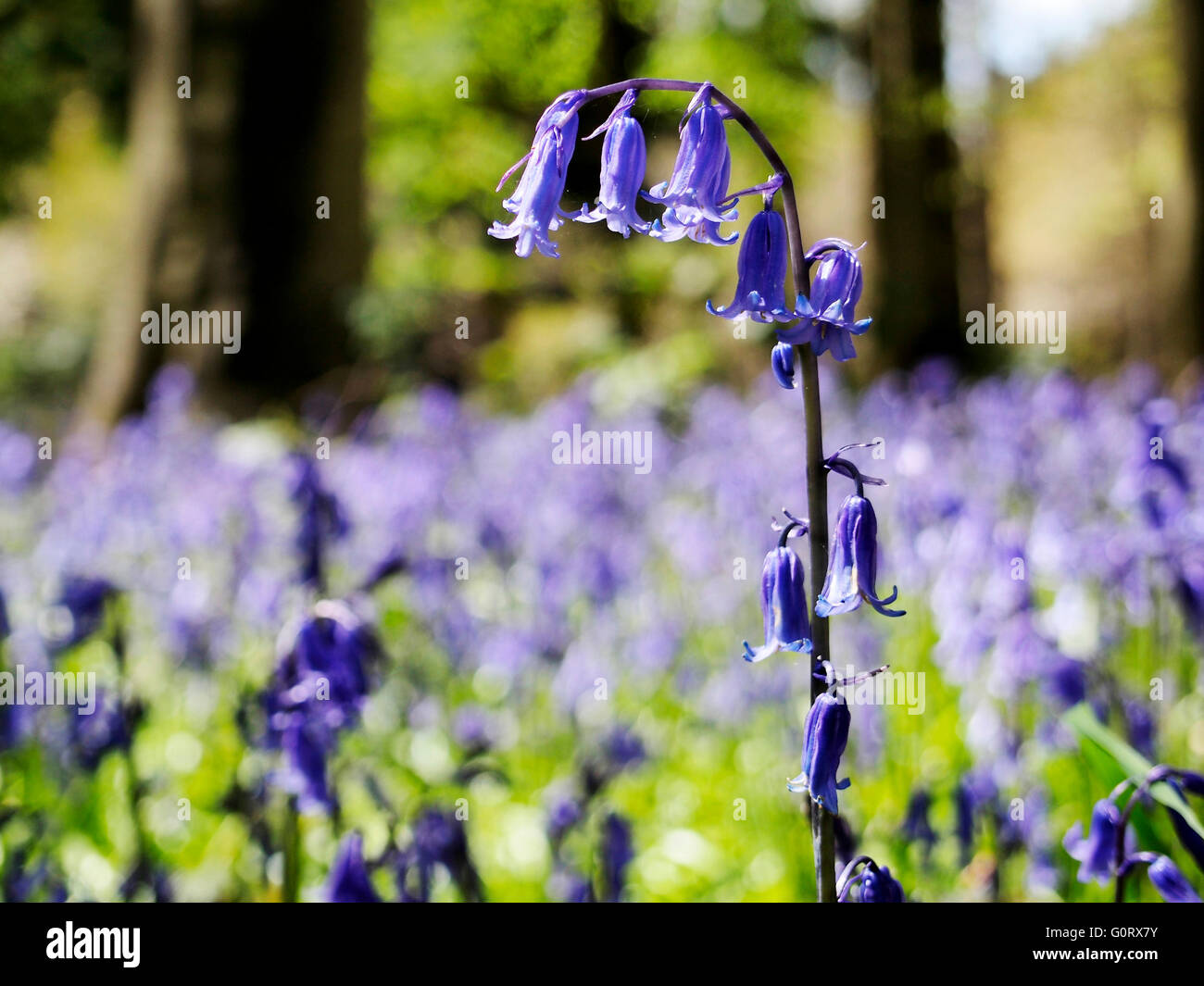 Hyacinthoides non-scripta or common bluebell growing in Berkshire woodland Stock Photo