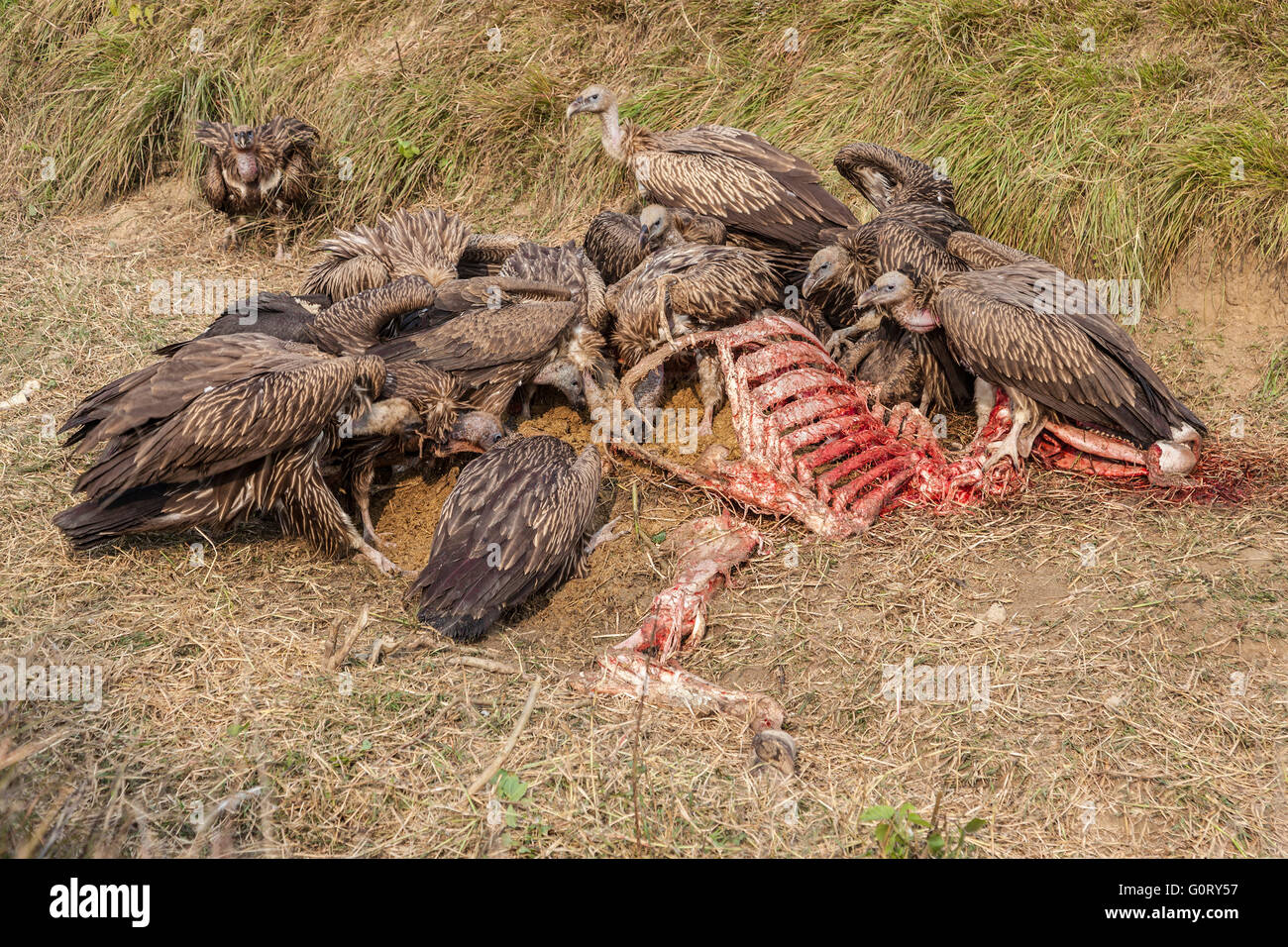 The slender-billed vultures (Gyps tenuirostris) eating dead cow near Lumbini, Nepal. Stock Photo