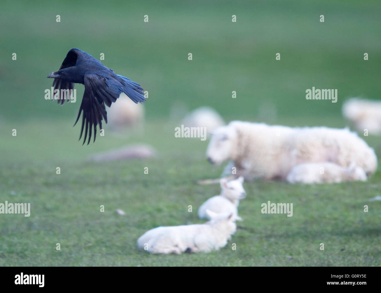 28/04/2016, The northern Raven, Corvidae;  in a lambing field in the Caithness area, Scotland UK. Stock Photo