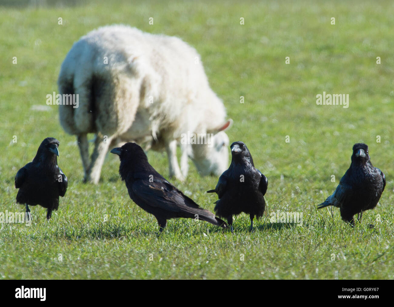 28/04/2016,  Ravens, Corvidae; in a lambing field in the Caithness area, Scotland UK. Stock Photo