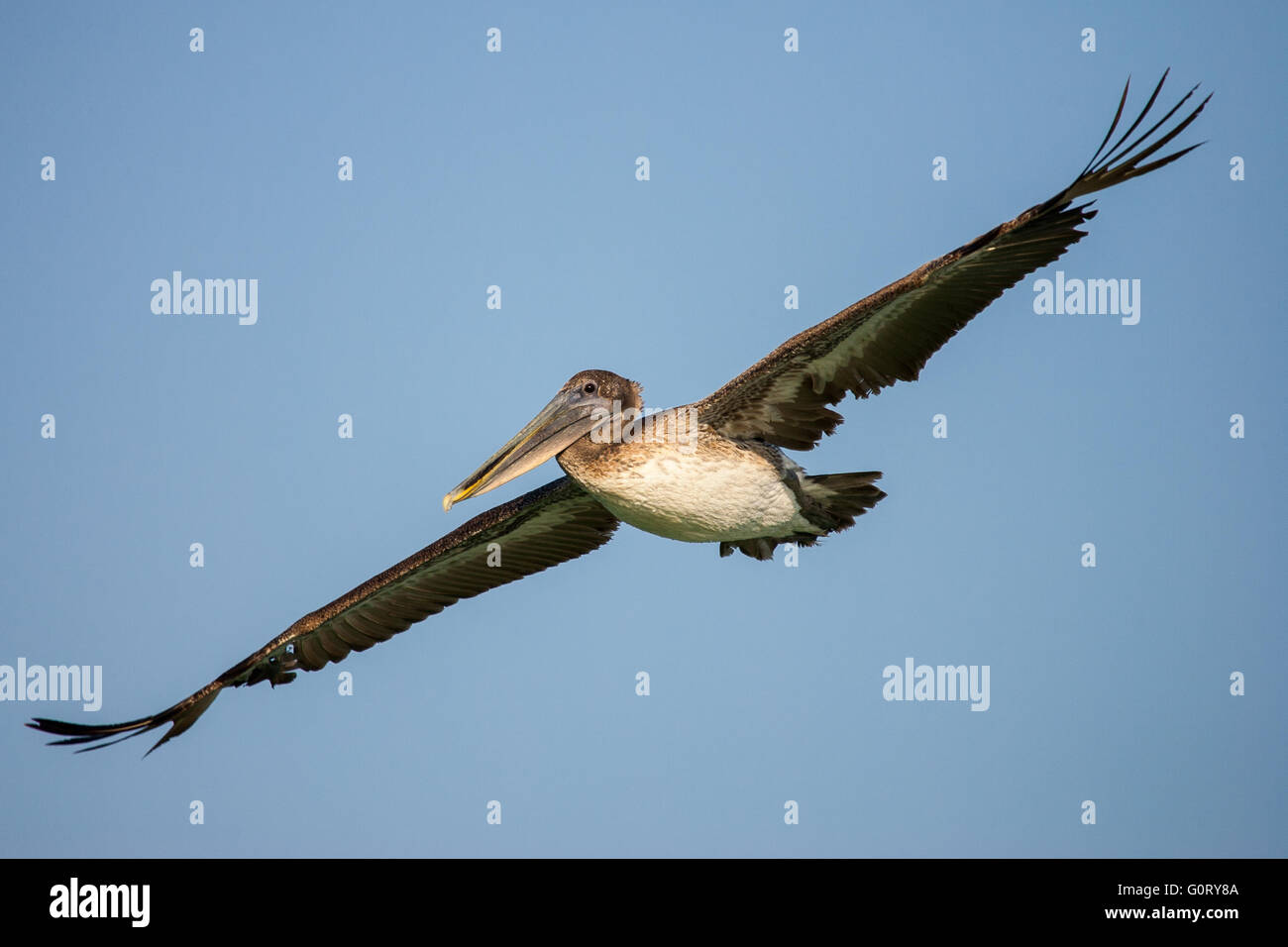 A brown pelican in flight Stock Photo
