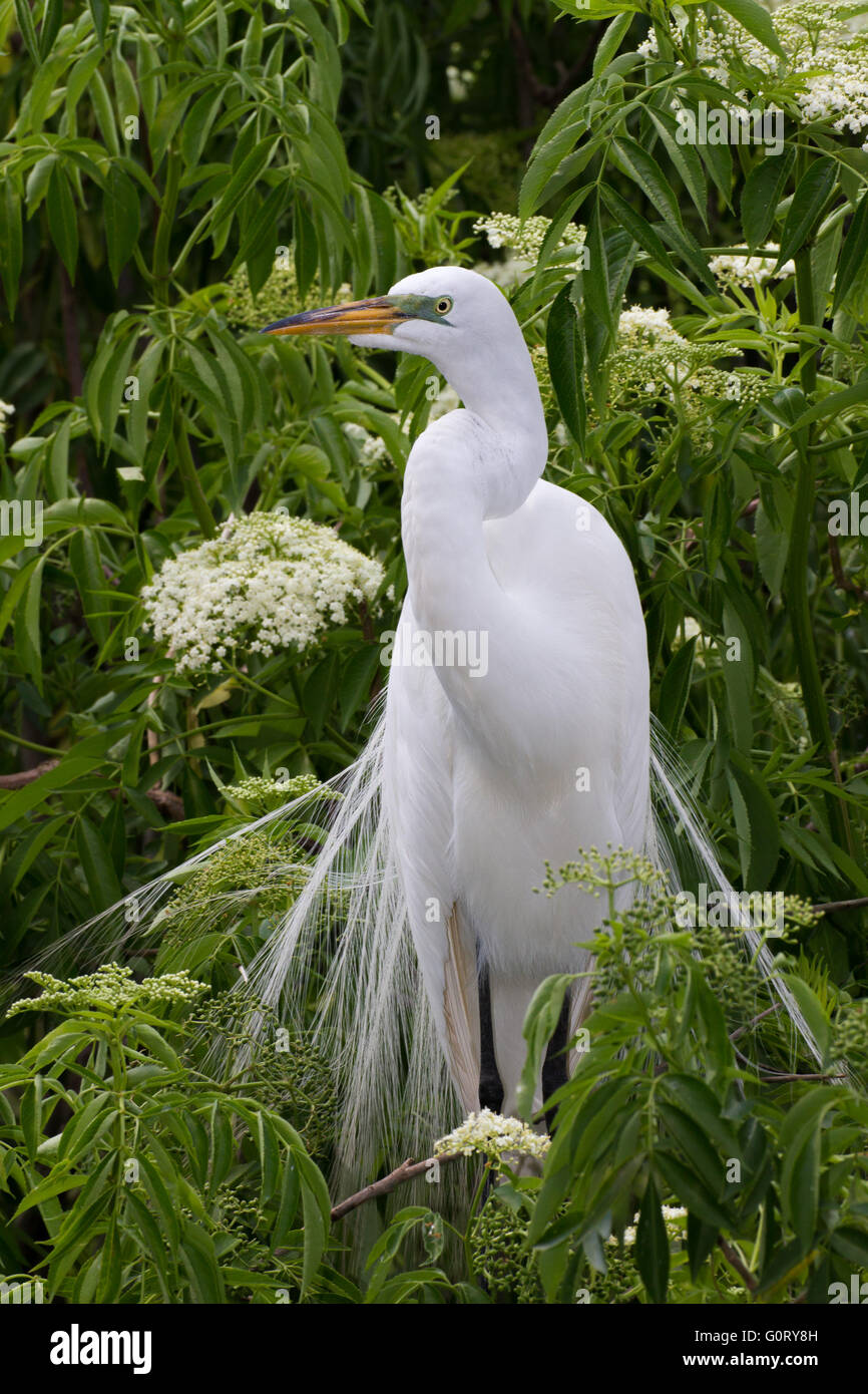 Great egret in full breeding plumage Stock Photo