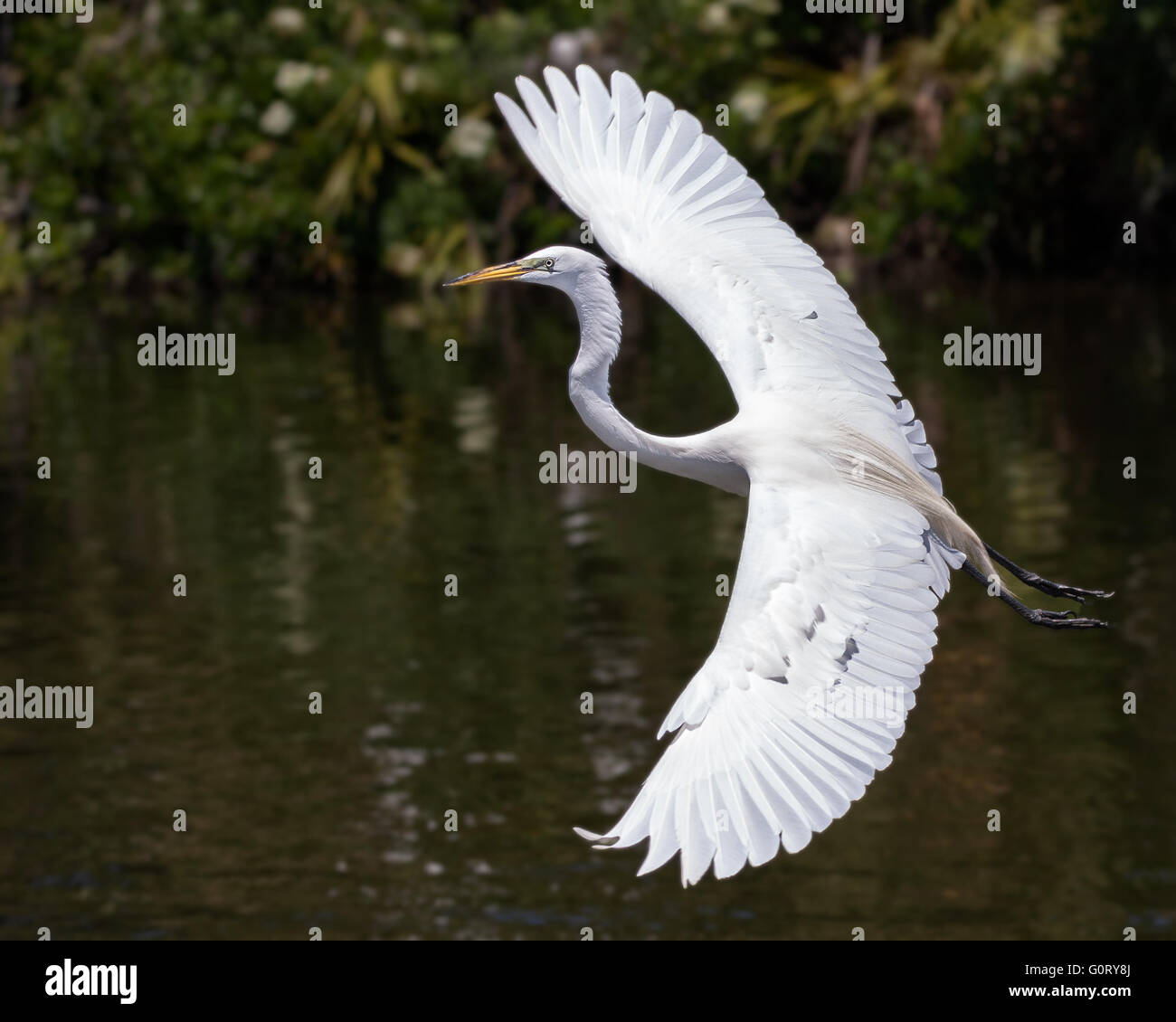 A great egret shows his full wingspan Stock Photo Alamy