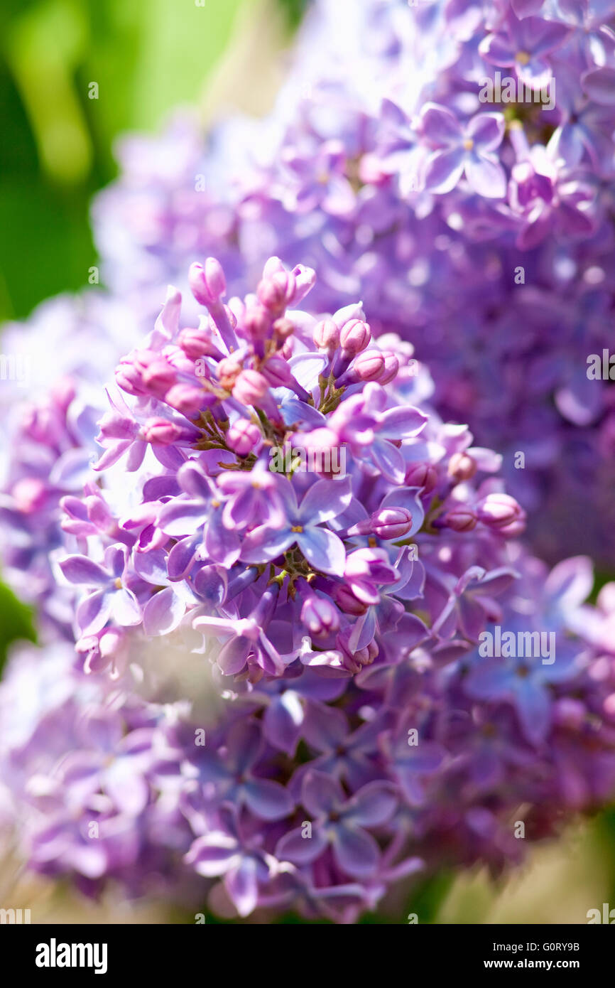 Closeup of Lilac Flower at Blossom in Spring Stock Photo