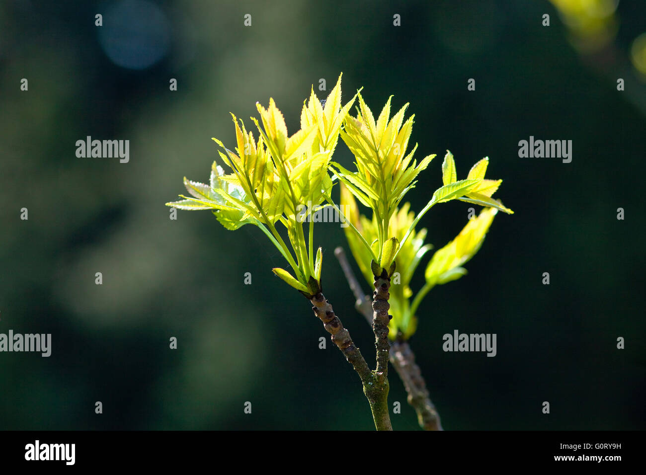 Closeup of a Tree Growing in Spring Stock Photo