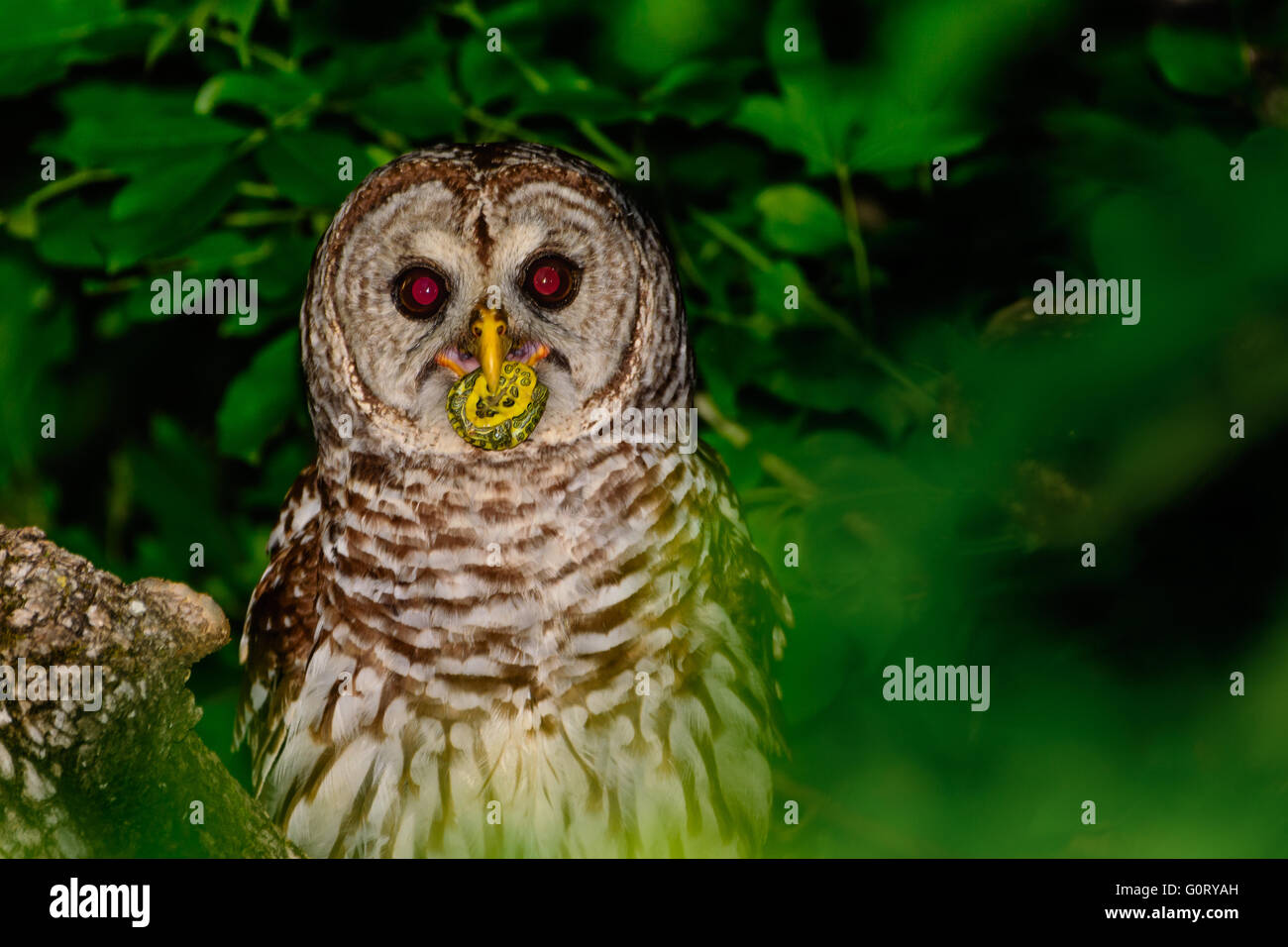 Barred Owl Perched in a Tree With a small Turtle In its Beak Stock Photo