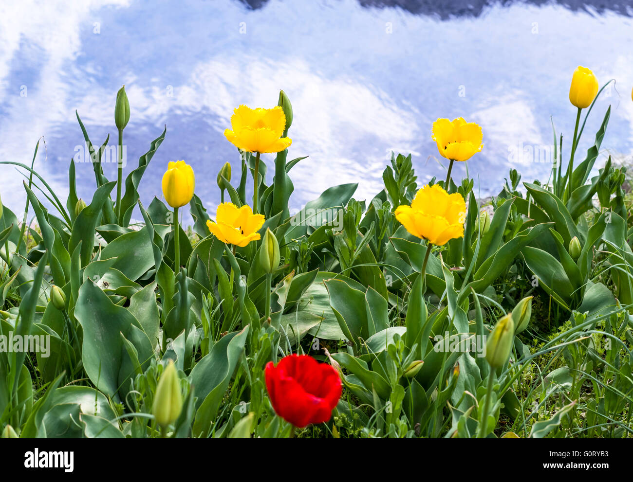 River side tulips Stock Photo