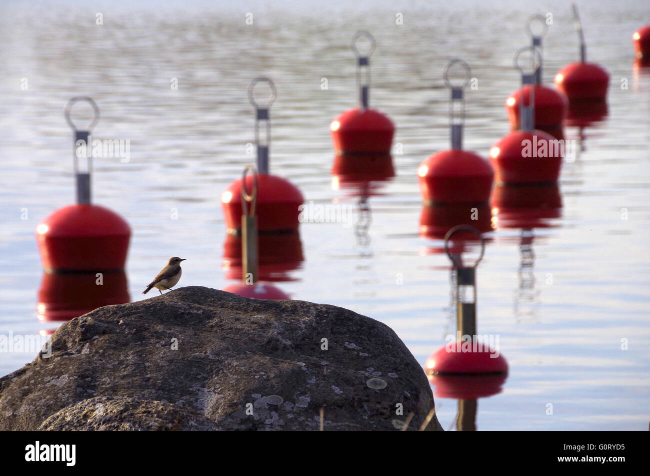 A bird sitting on a riverside stone in the background of red yacht club buoys in Pärnu, Estonia Stock Photo