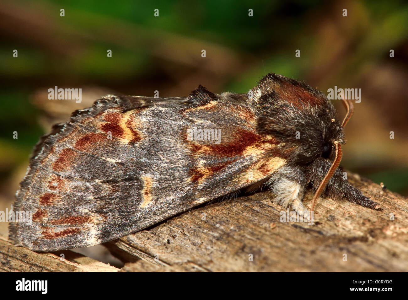 Iron prominent moth (Notodonta dromedarius). British nocturnal insect in the family Notodontidae, at rest Stock Photo