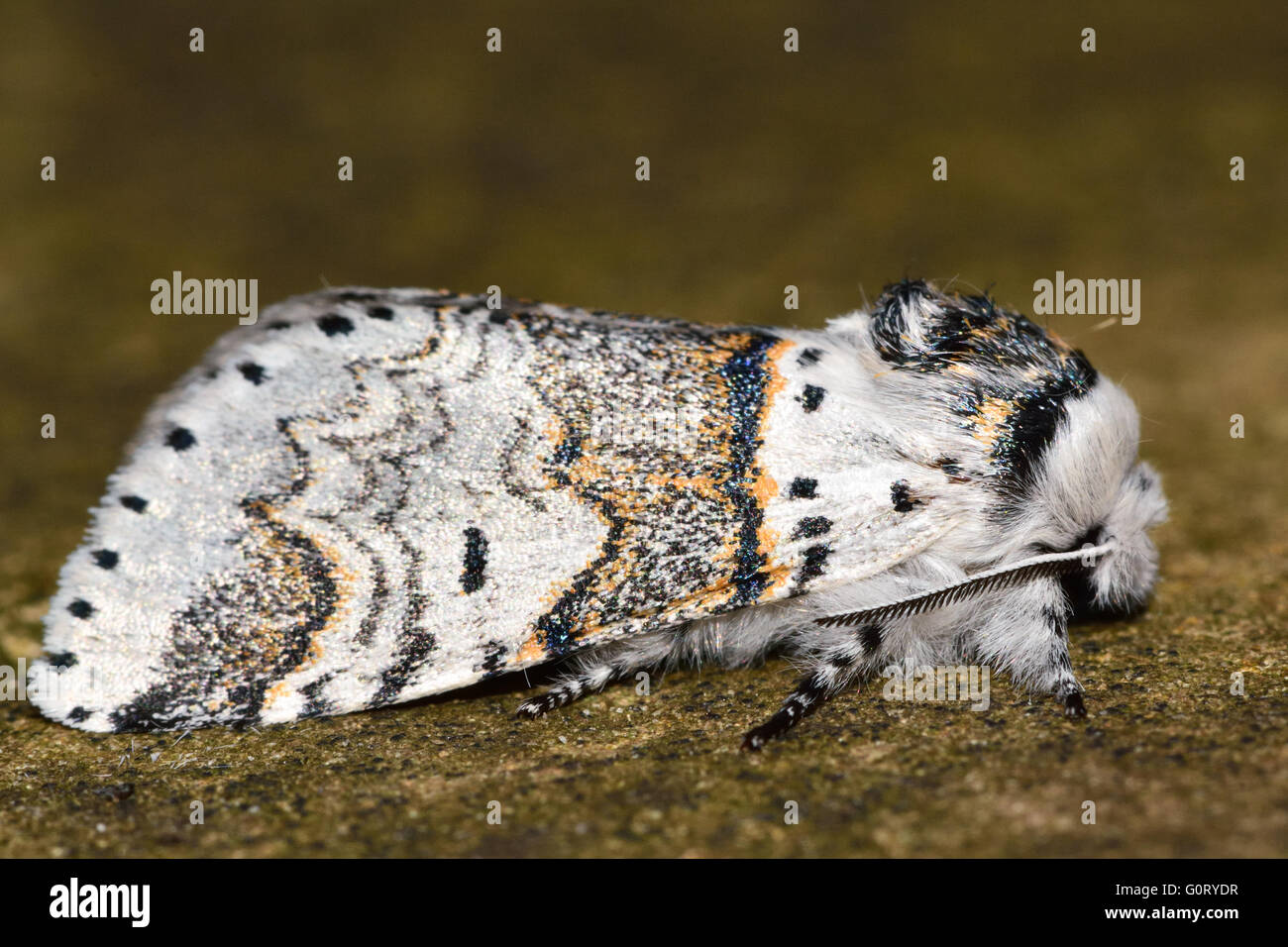 Sallow kitten moth (Furcula furcula) in profile. British nocturnal