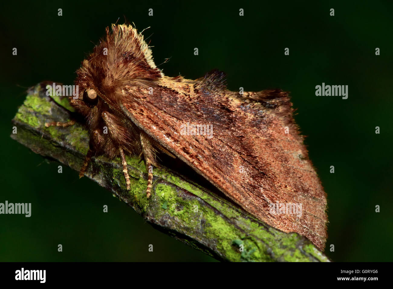 Coxcomb prominent moth (Ptilodon capucina). British nocturnal insect in the family Notodontidae, at rest Stock Photo