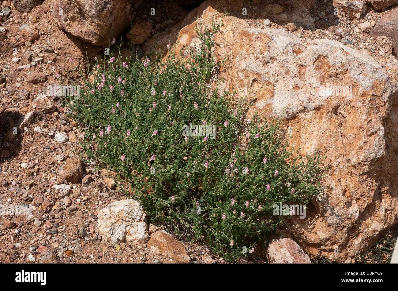 Fllowers, Antirrhinum charidemi, Natural Park Cabo de Gata Nijar, Almeria, Region of Andalusia, Spain, Europe Stock Photo