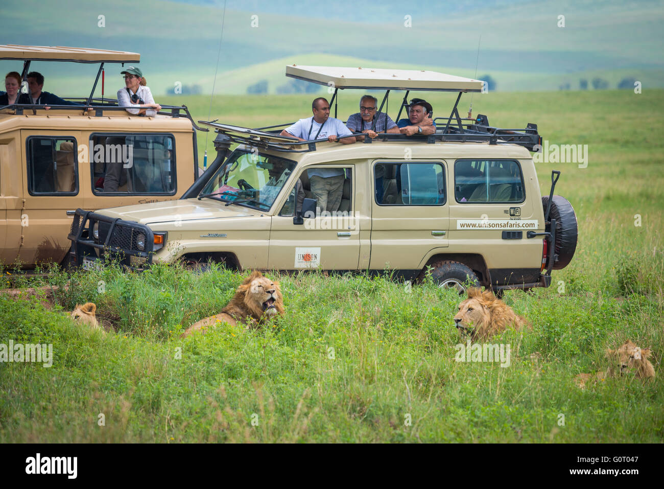 Tourists in a Safari vehicle watch wild male lions resting in the Ngorongoro Crater, Tanzania, East Africa Stock Photo