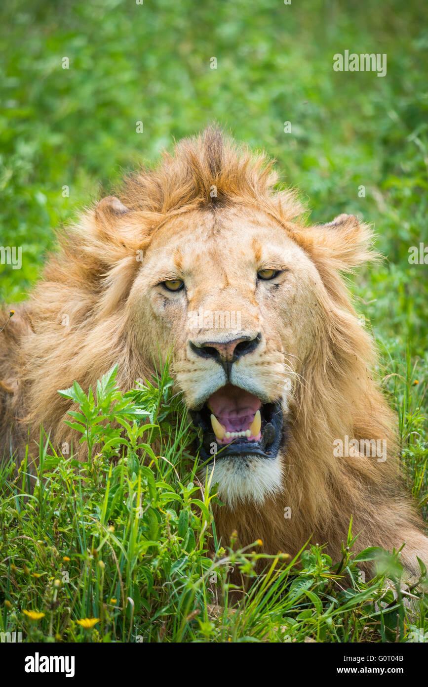 A young wild male lion in the fertile grasses of the Ngorongoro Crater conservation area in Tanzania, East Africa Stock Photo