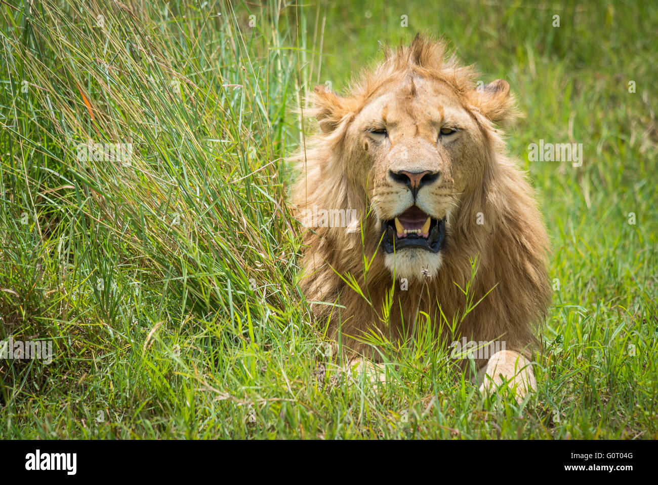 A young wild male lion in the fertile grasses of the Ngorongoro Crater conservation area in Tanzania, East Africa Stock Photo