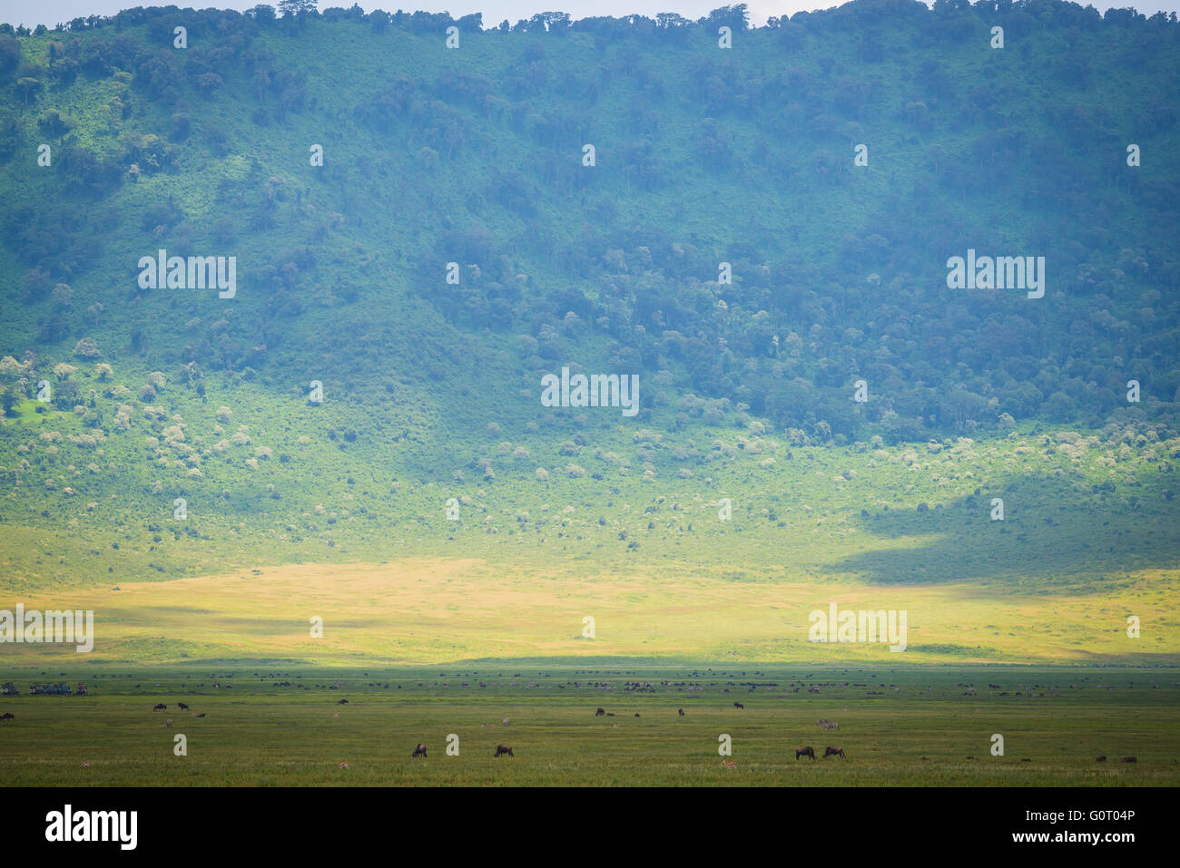 A landscape view across the grass plains of the Ngorongoro Crater and Conservation Area in Tanzania, East Africa Stock Photo