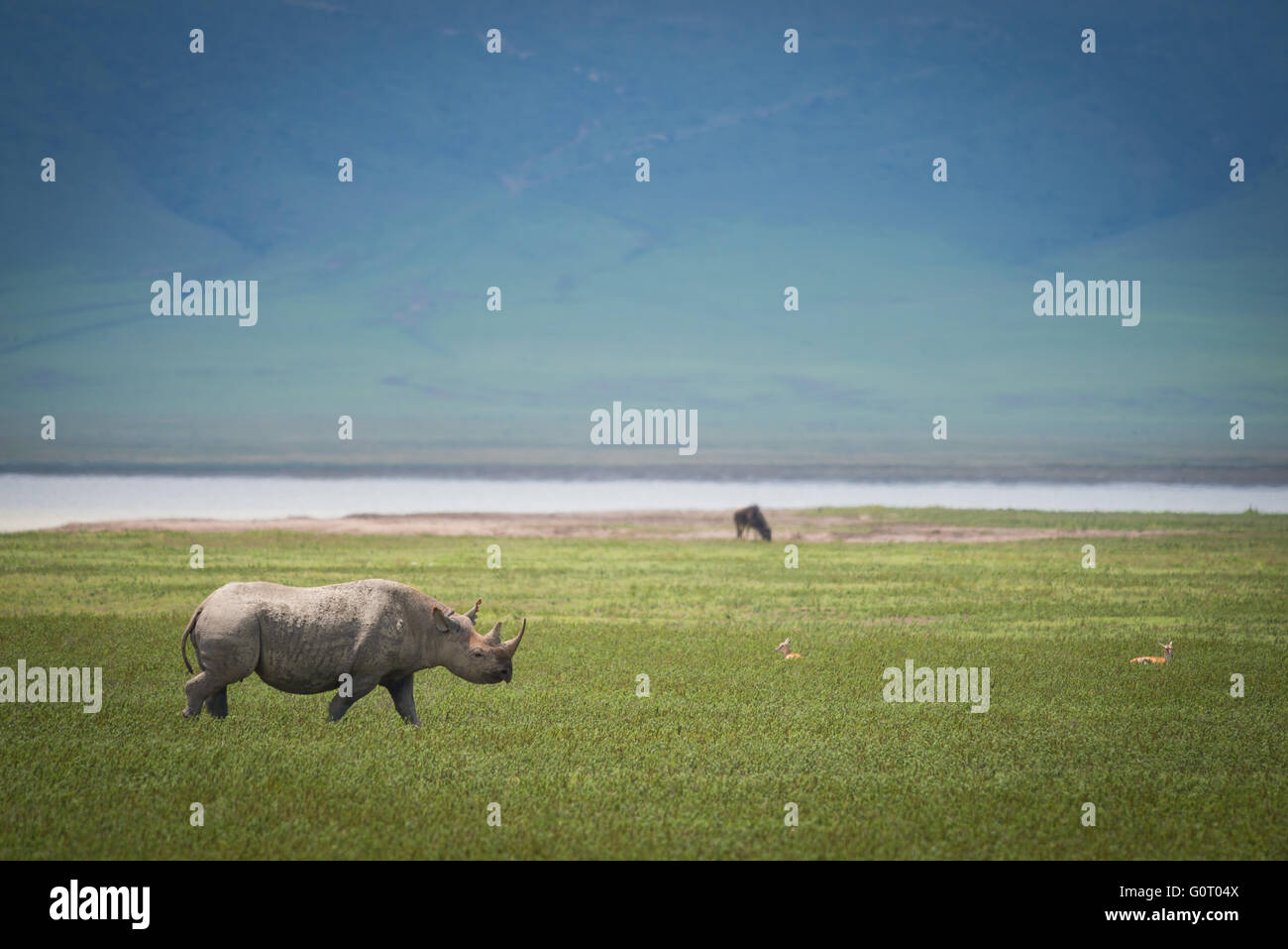 A wild Hook-lipped (Black) Rhinoceros in the Ngorongoro Crater Conservation Area of Tanzania in East Africa Stock Photo