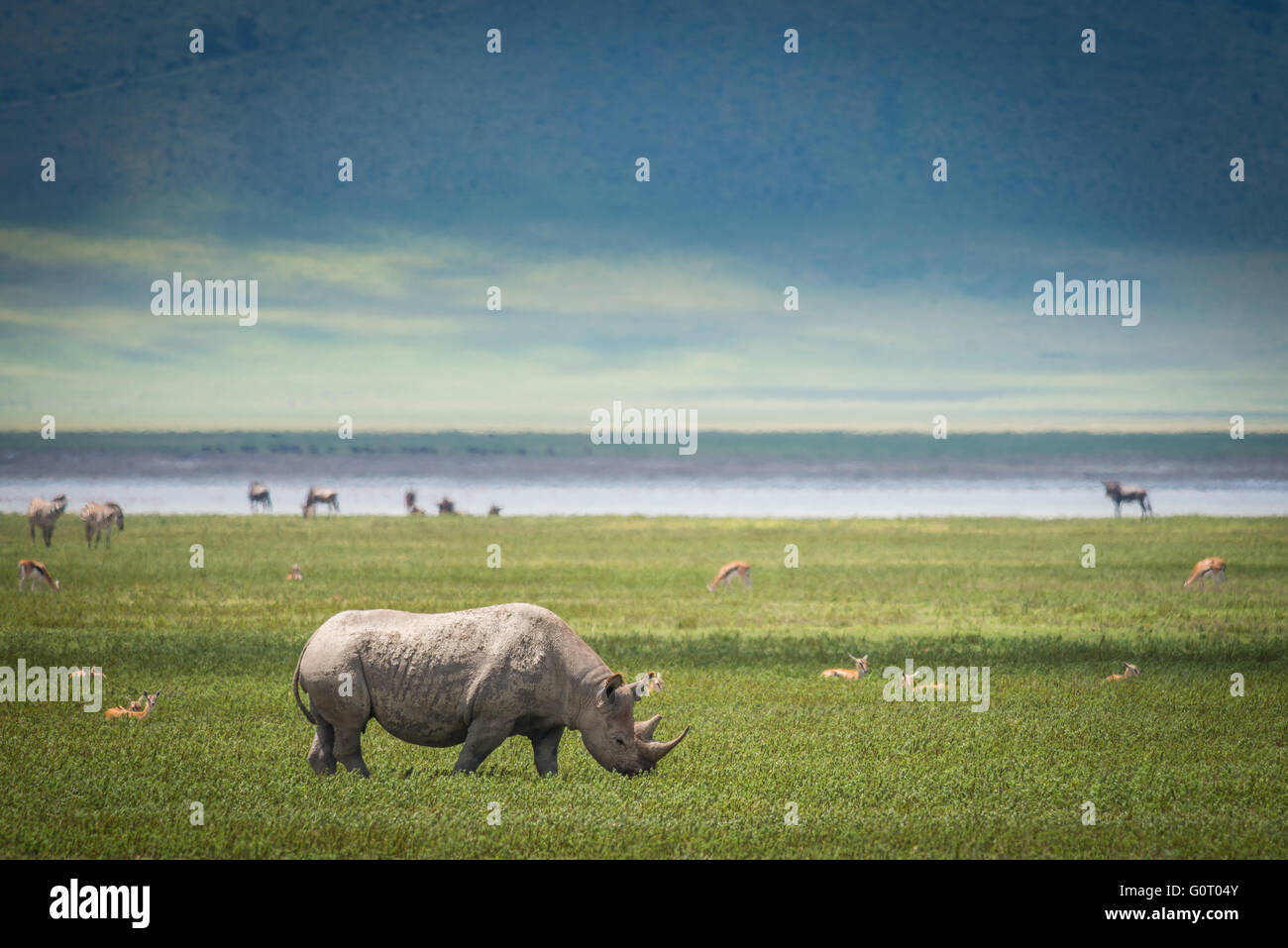 A wild Hook-lipped (Black) Rhinoceros in the Ngorongoro Crater Conservation Area of Tanzania in East Africa Stock Photo