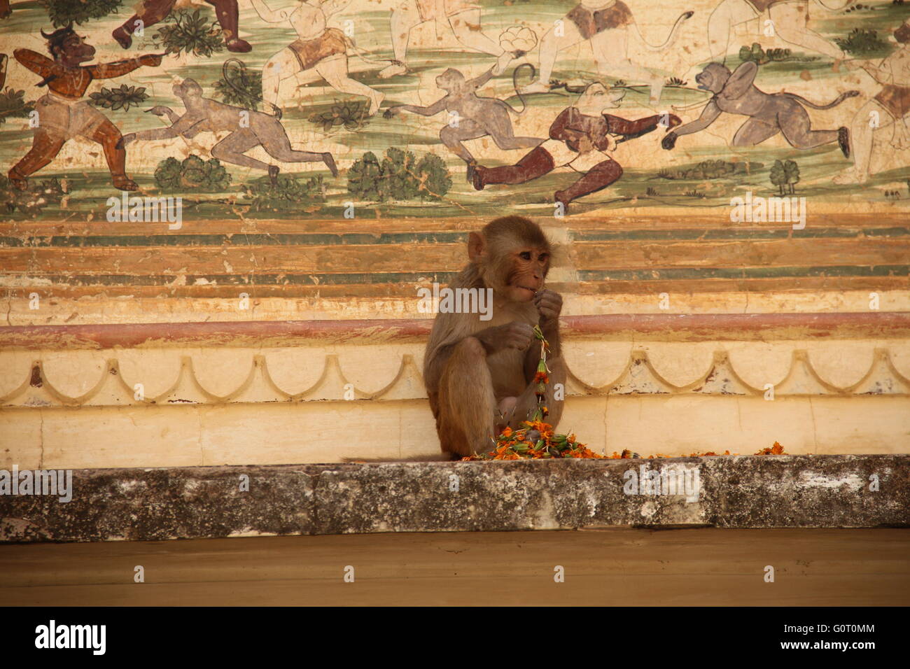 It is a picture of a monkey eating flowers in Galtaji (Monkey Temple) in Jaipur, India. Stock Photo