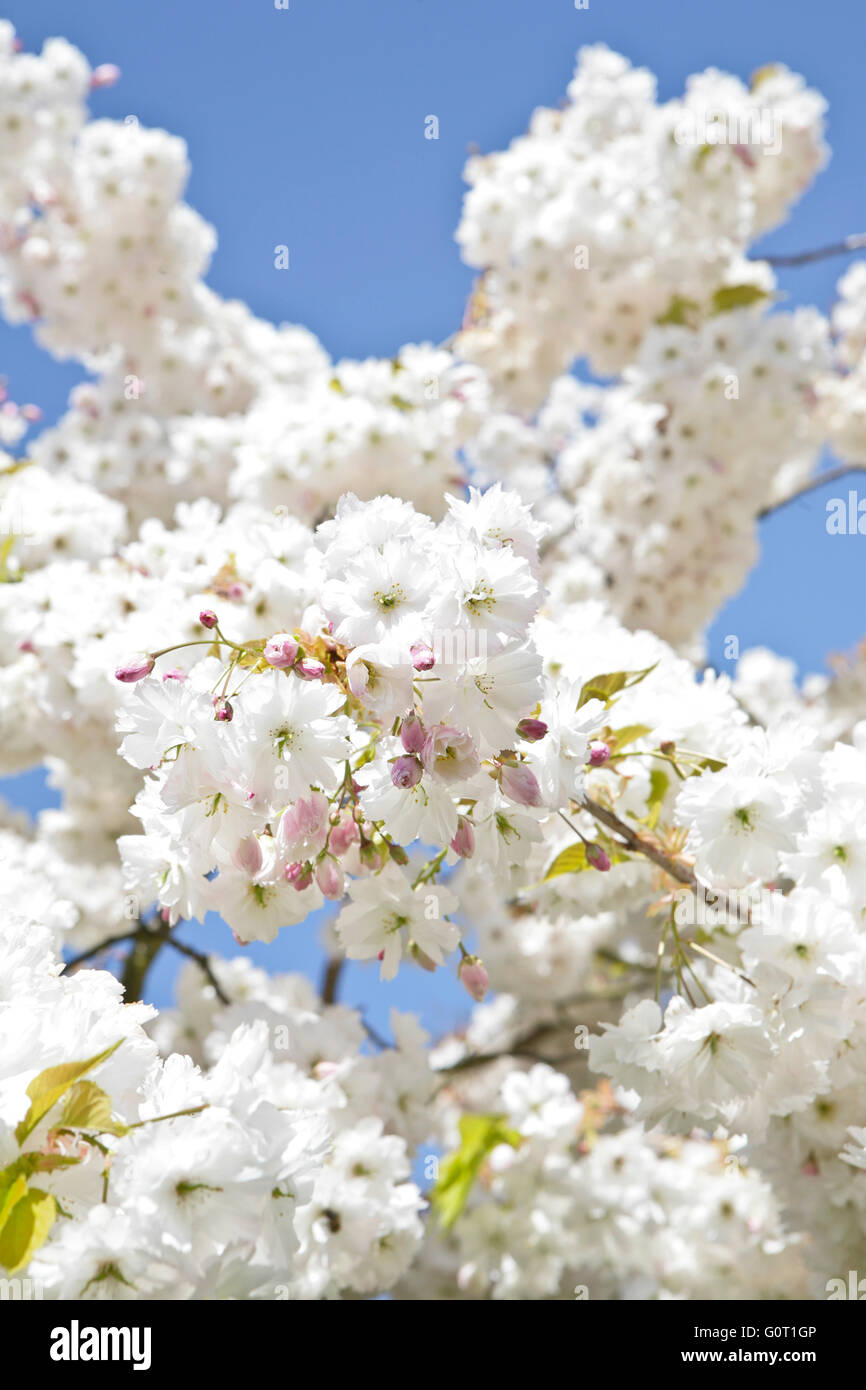 Cherry Tree Flowering On Blue Sky Prunus Serrulata Shirotae Japanese Cherry Also Called Hill Cherry Or Oriental Cherry Stock Photo Alamy