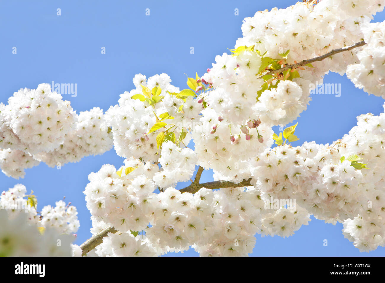 Cherry Tree Flowering On Blue Sky Prunus Serrulata Shirotae Japanese Cherry Also Called Hill Cherry Or Oriental Cherry Stock Photo Alamy