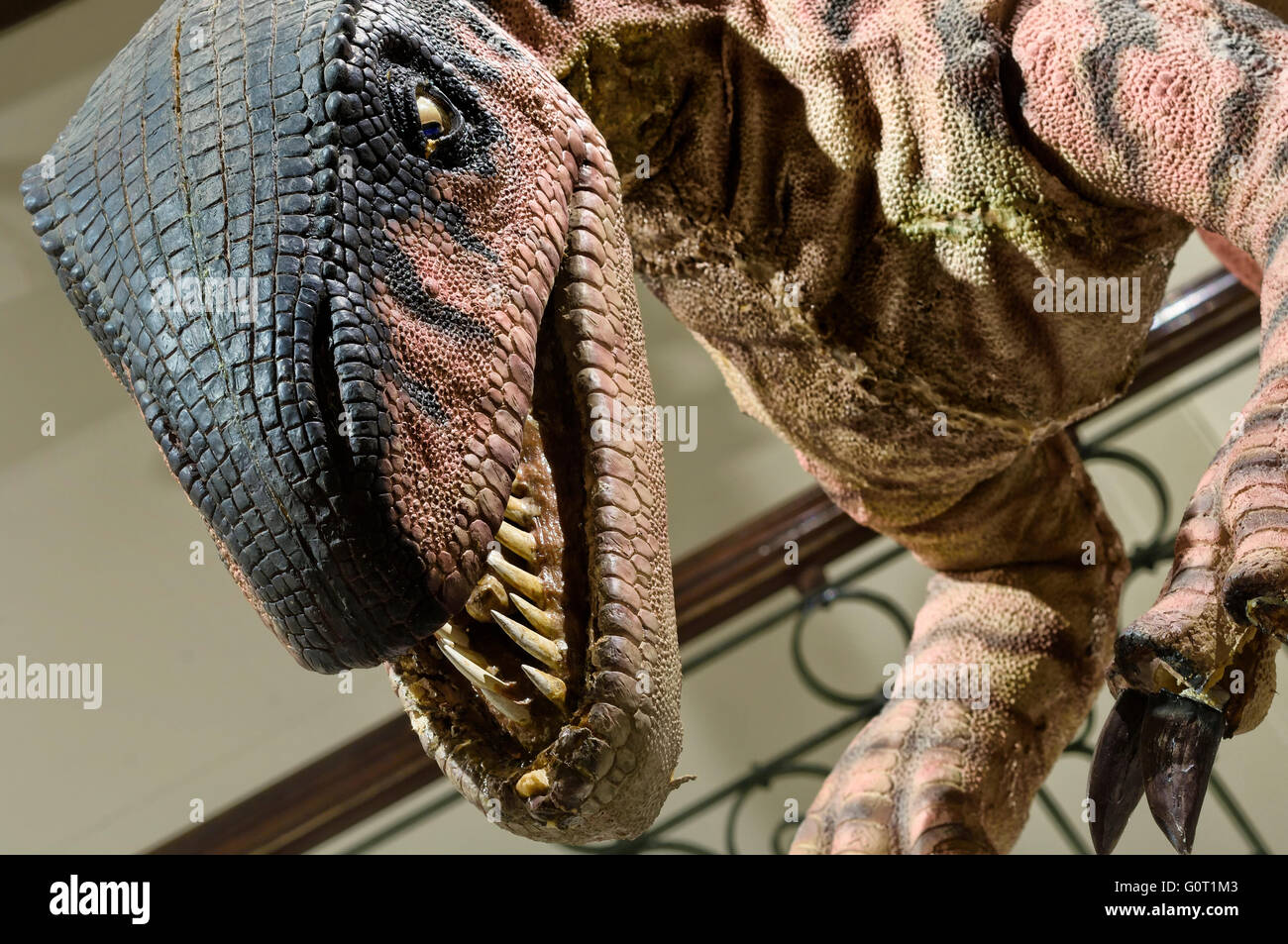 Flesh reconstruction of Jurassic meateating dinosaur Gasosaurus