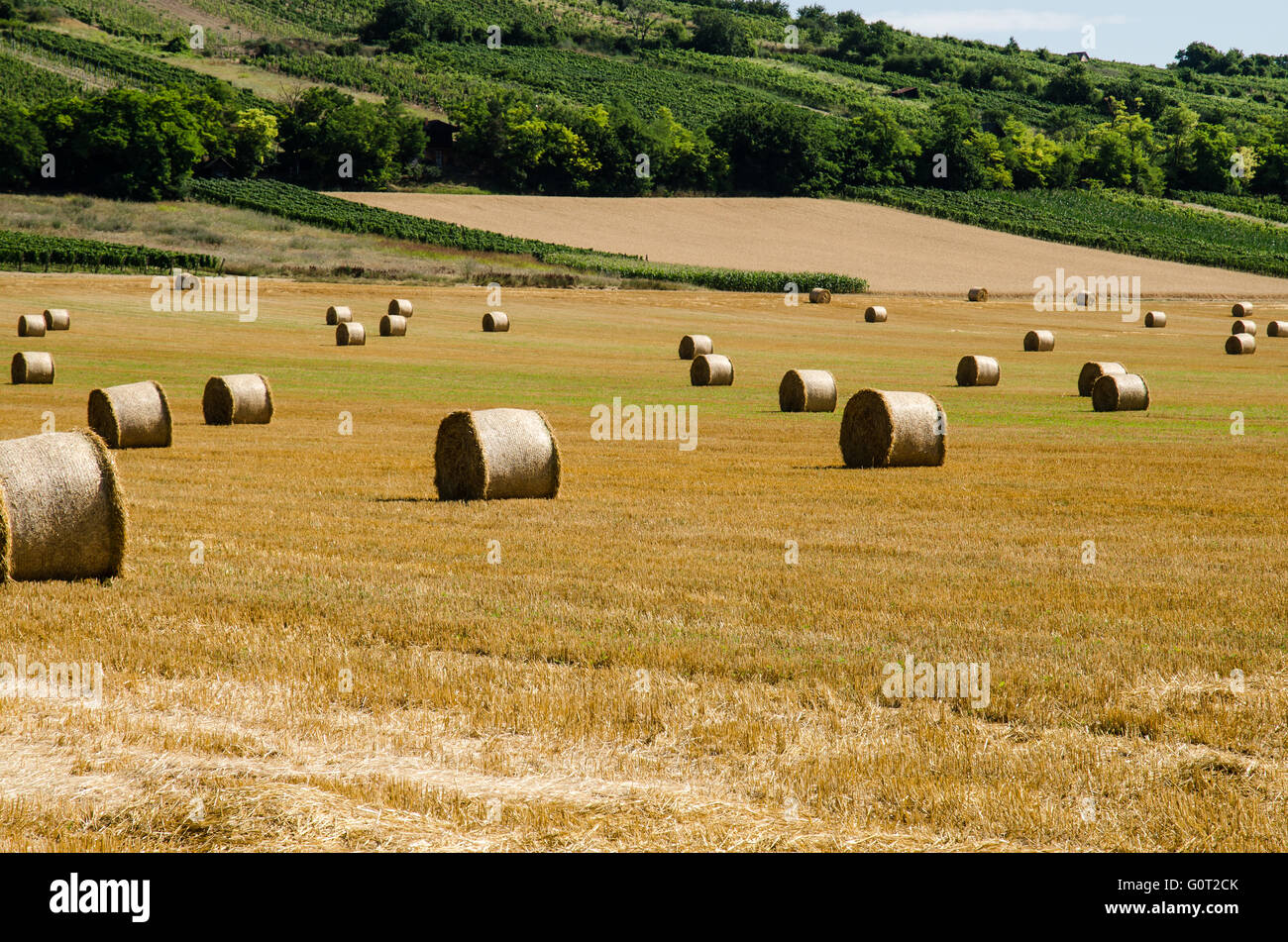 golden rye bales in mowed rye field Stock Photo - Alamy