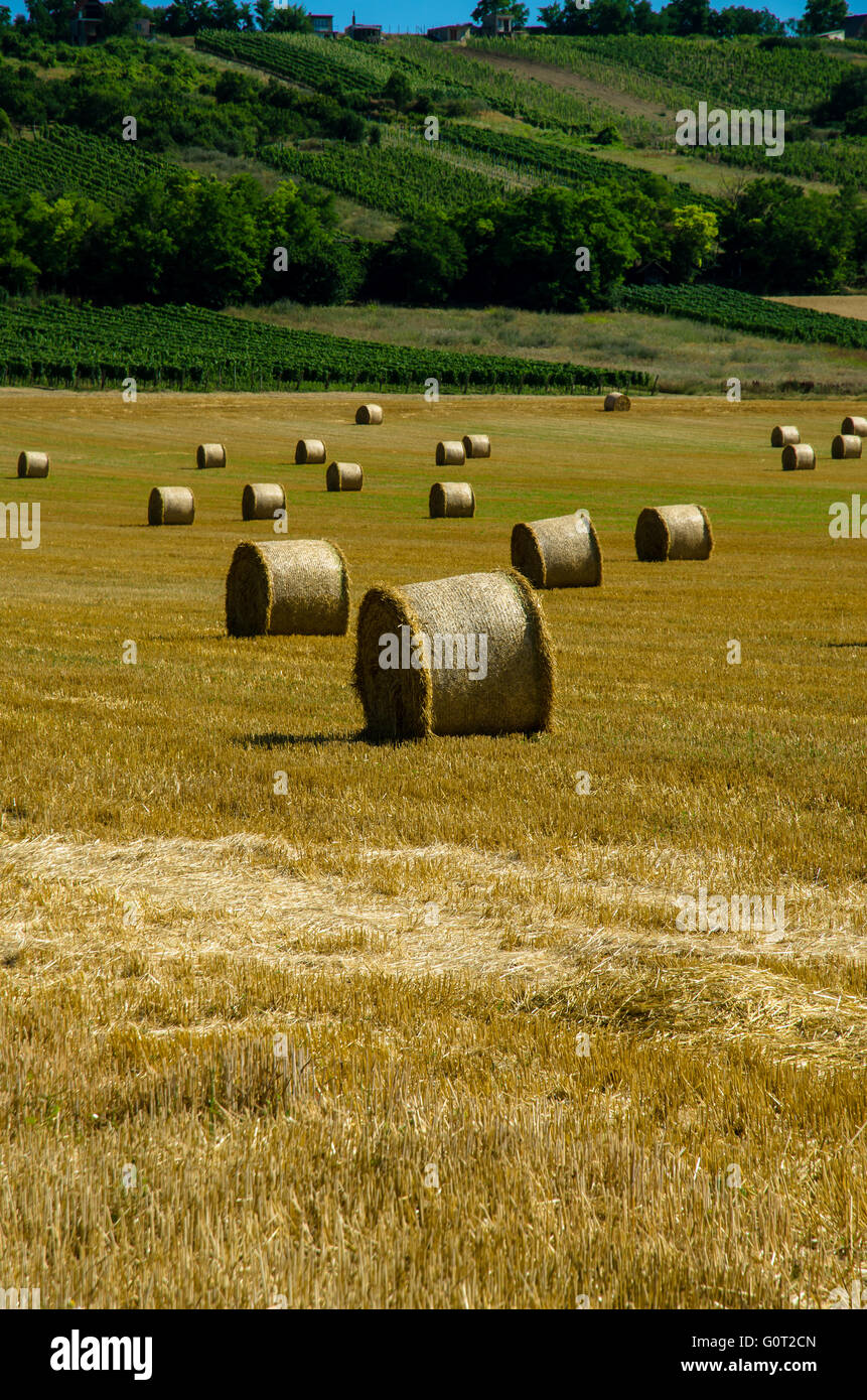 golden rye bales in mowed rye field Stock Photo - Alamy