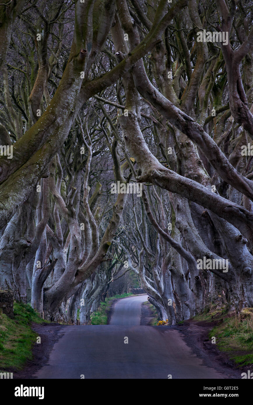 The Dark Hedges near Ballymoney, Co. Antrim, Northern Ireland. Featured