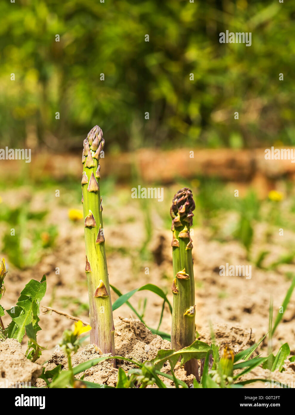 Asparagus growing hires stock photography and images Alamy