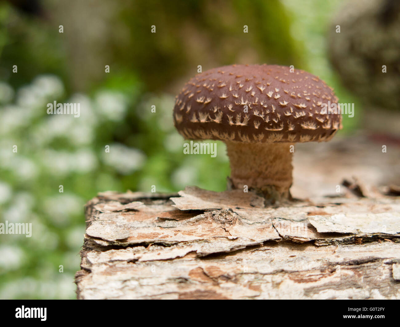 Shiitake Mushroom On An Oak Log Stock Photo - Alamy