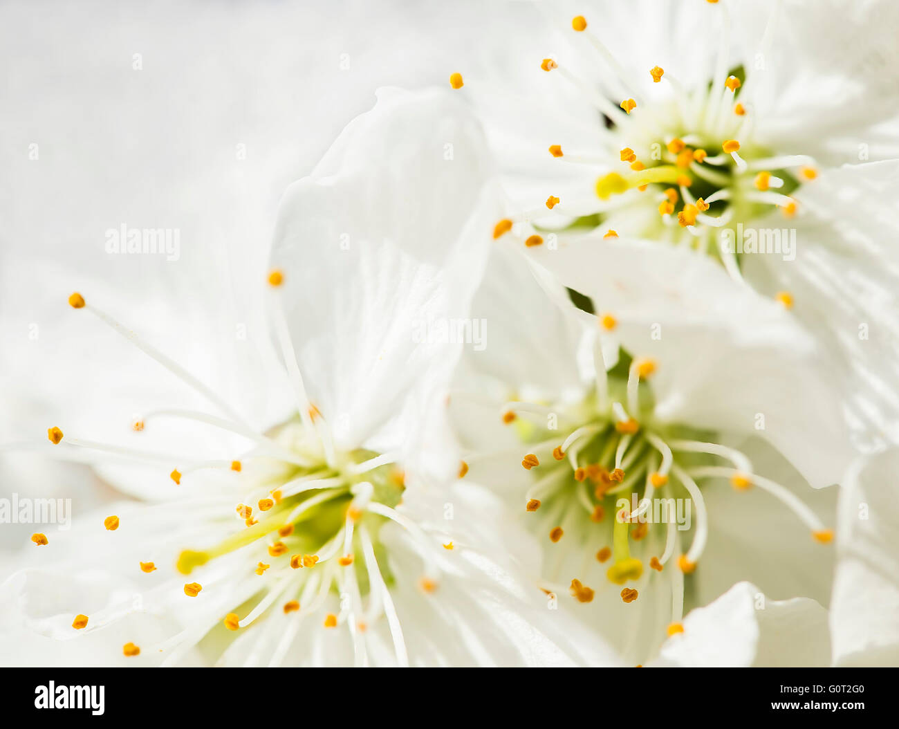Brightly lit, blooming cherry close up background. Stock Photo