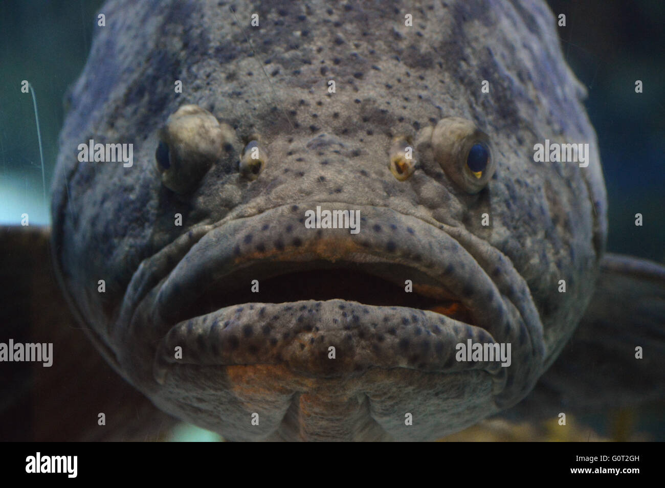 Specter Fish Speckled fish hi-res stock photography and images - Alamy