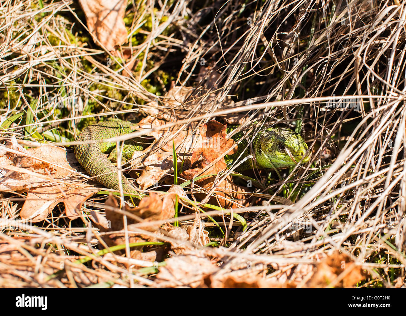 Small green lizard hiding in the grass. Stock Photo