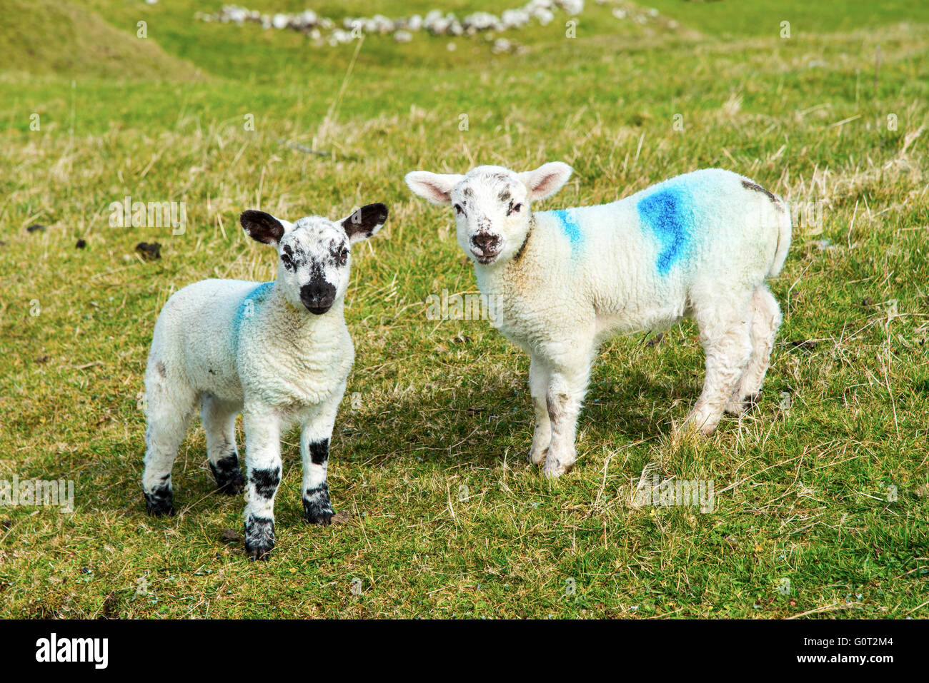 Lambs, Co. Antrim, Northern Ireland. Stock Photo