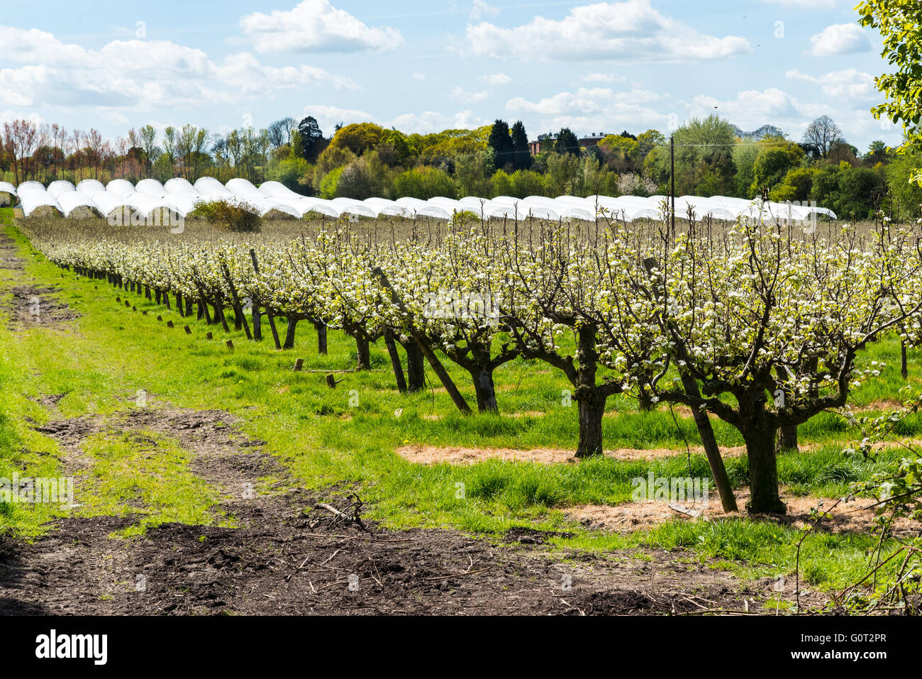 Kent Pear Orchard at blossom time.  Near Hernehill, Kent, UK. Stock Photo