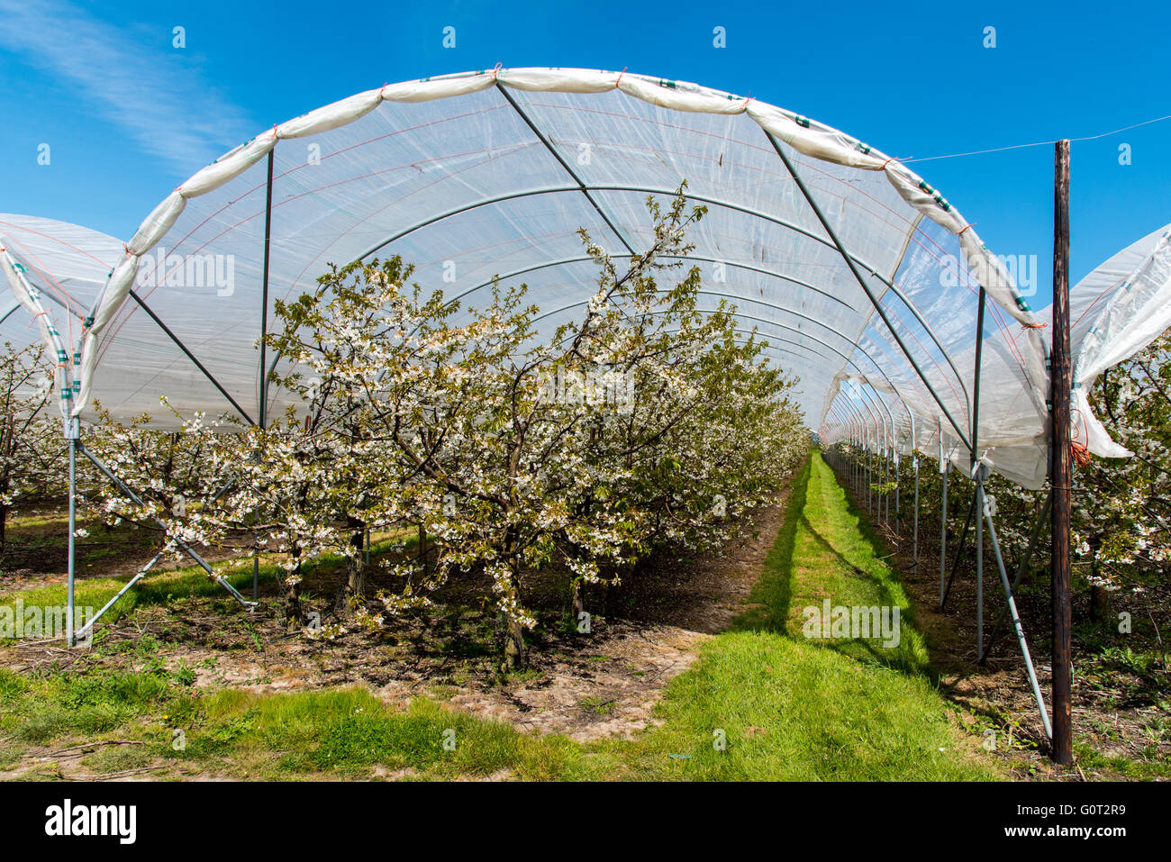 Kent Cherry Orchard at blossom time.  Near Hernehill, Kent, UK. Stock Photo