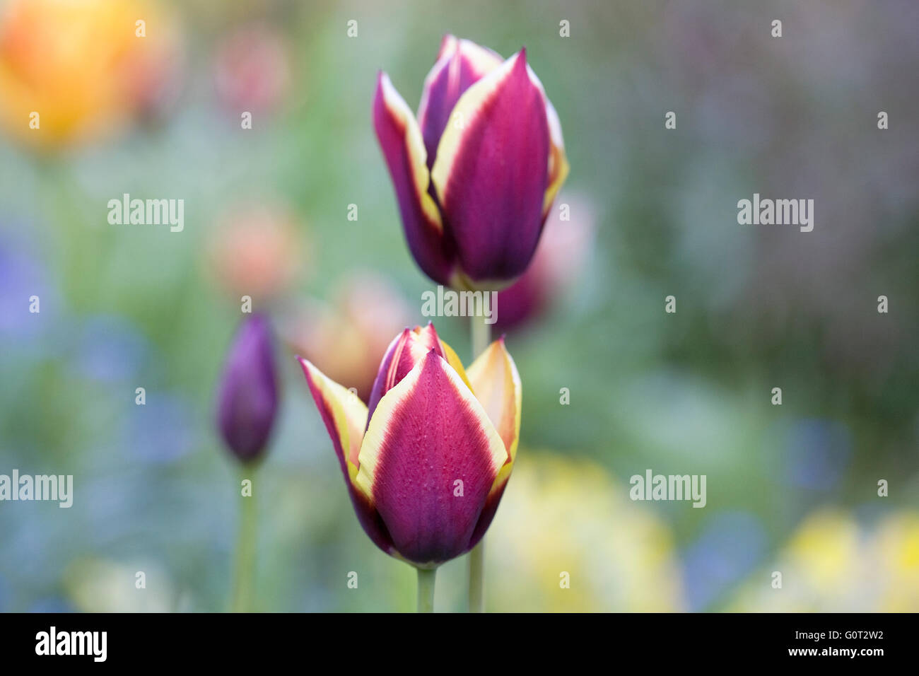 Tulipa 'Gavota'. Tulip in a Spring garden. Stock Photo